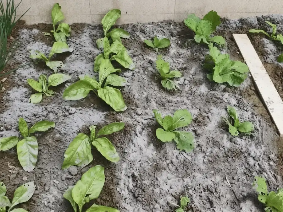 Wood ash sprinkled on green vegetable garden soil